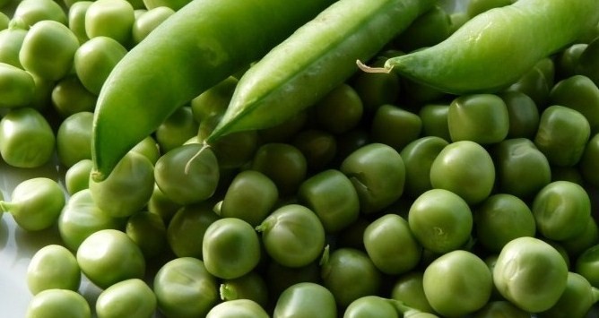 Il Pisello, un antico legume utile alla scienza